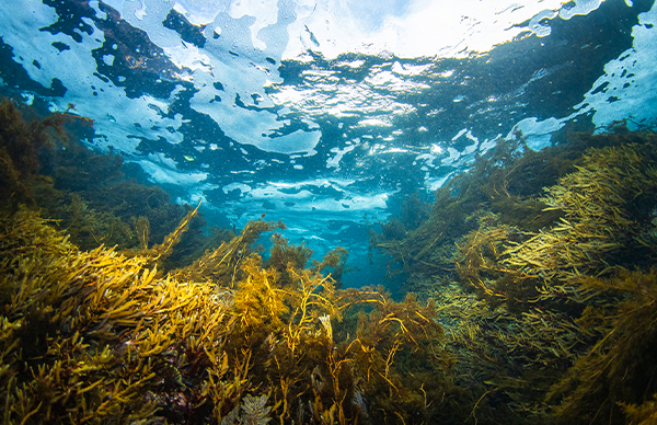 Seagrass, pictured here in Florida, could be an option for CO2 storage. Photo: iStock/Philip Thurston